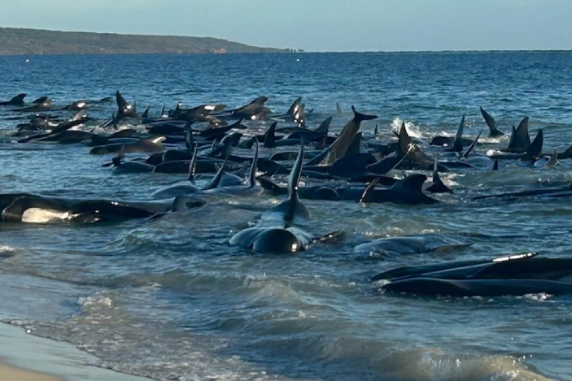 Δραματική επιχείρηση διάσωσης φαλαινών στην Αυστραλία - 28 δεν τα κατάφεραν
