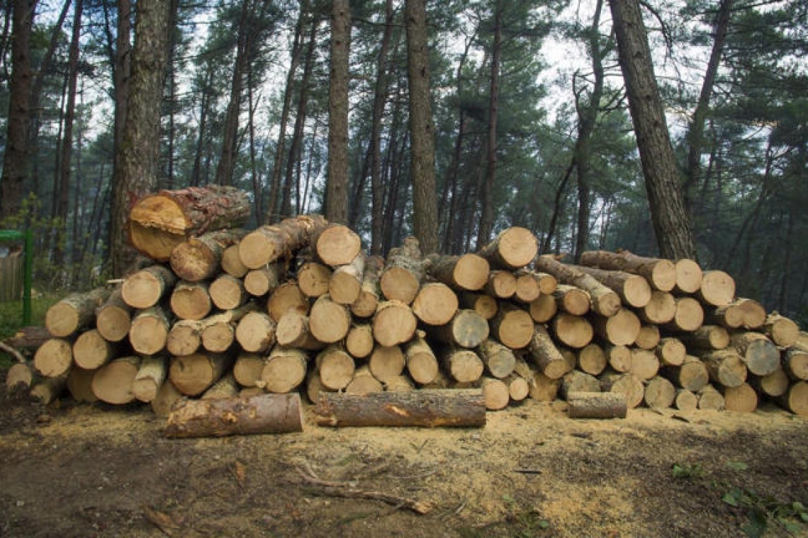 https://img.cnngreece.gr/img/1290/max/80/2025/01/16/3f5baa34-woods-2088981_1920.jpg?t=x-Rm_I_1KI5z5G6_rh74Dw