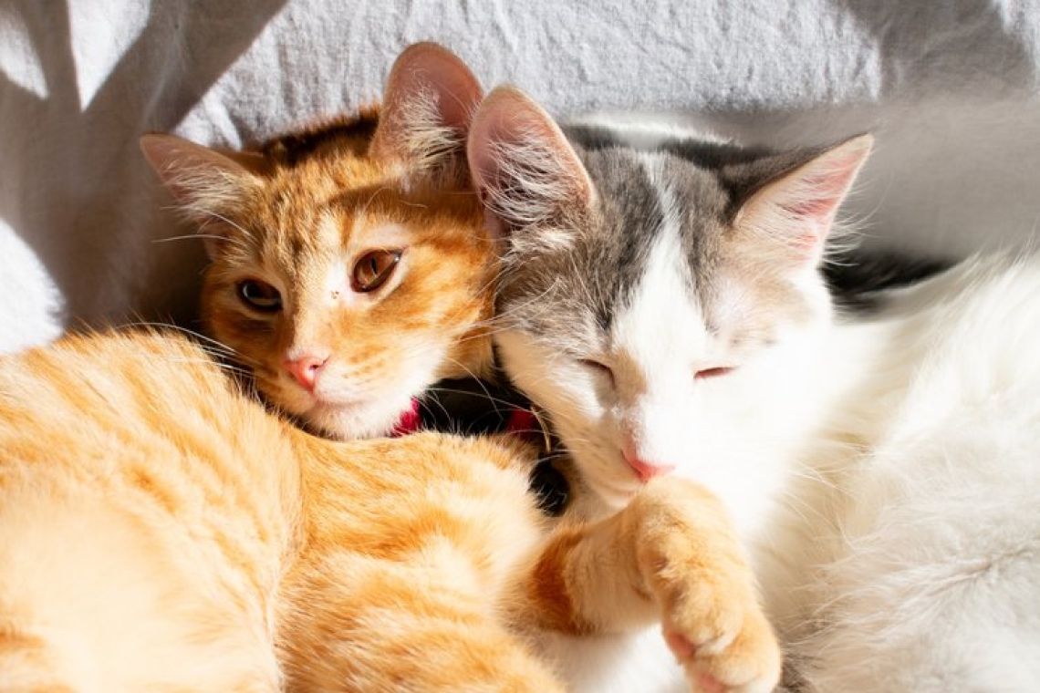 https://www.documentonews.gr/wp-content/uploads/2025/03/cat-scaled.jpg