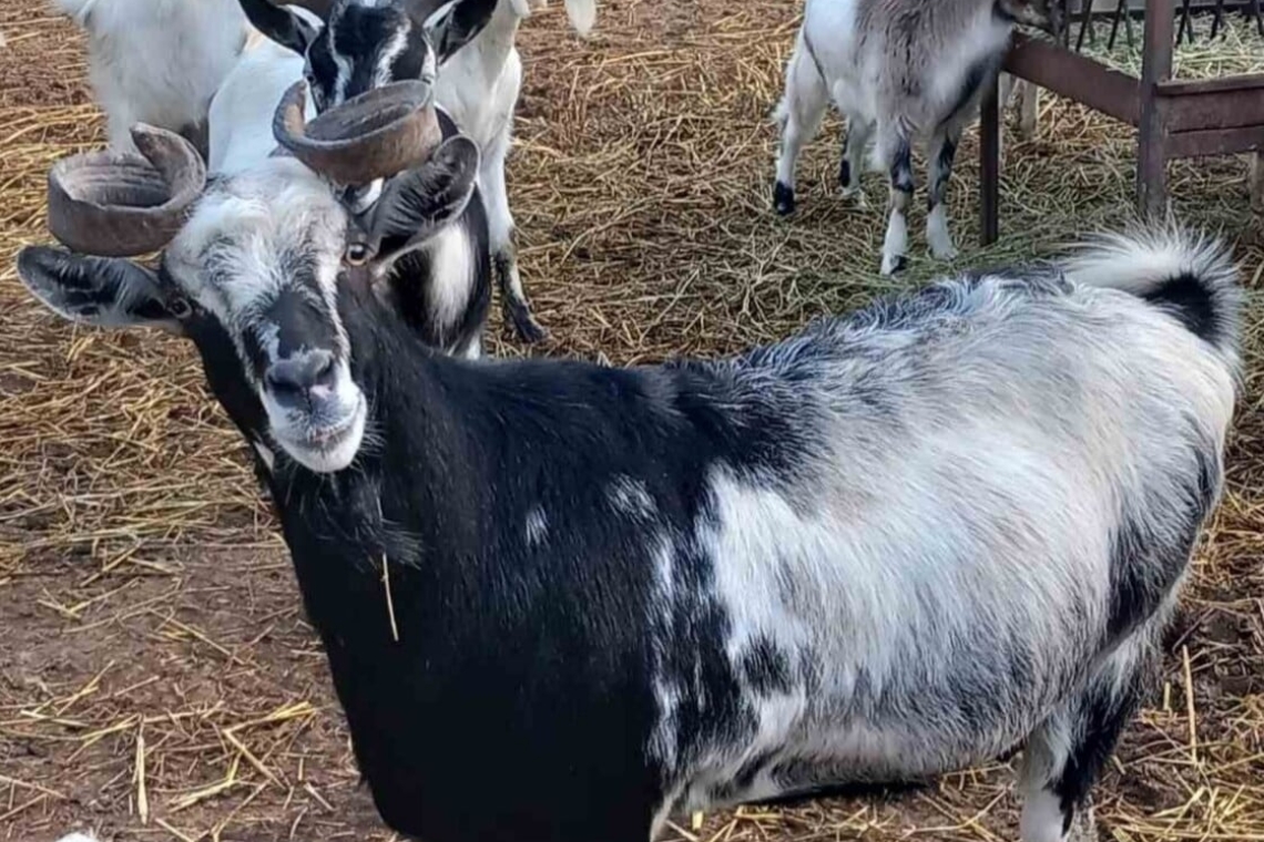 Απειλείται με εξαφάνιση η αρχαία ελληνική γίδα Ουλόκερος