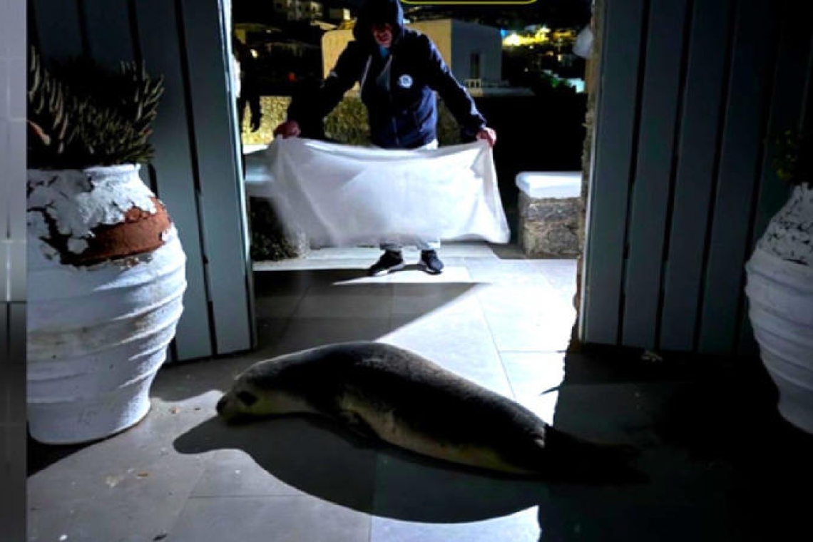 Αναπάντεχη εμφάνιση φώκιας σε κεντρικό δρόμο της Μυκόνου