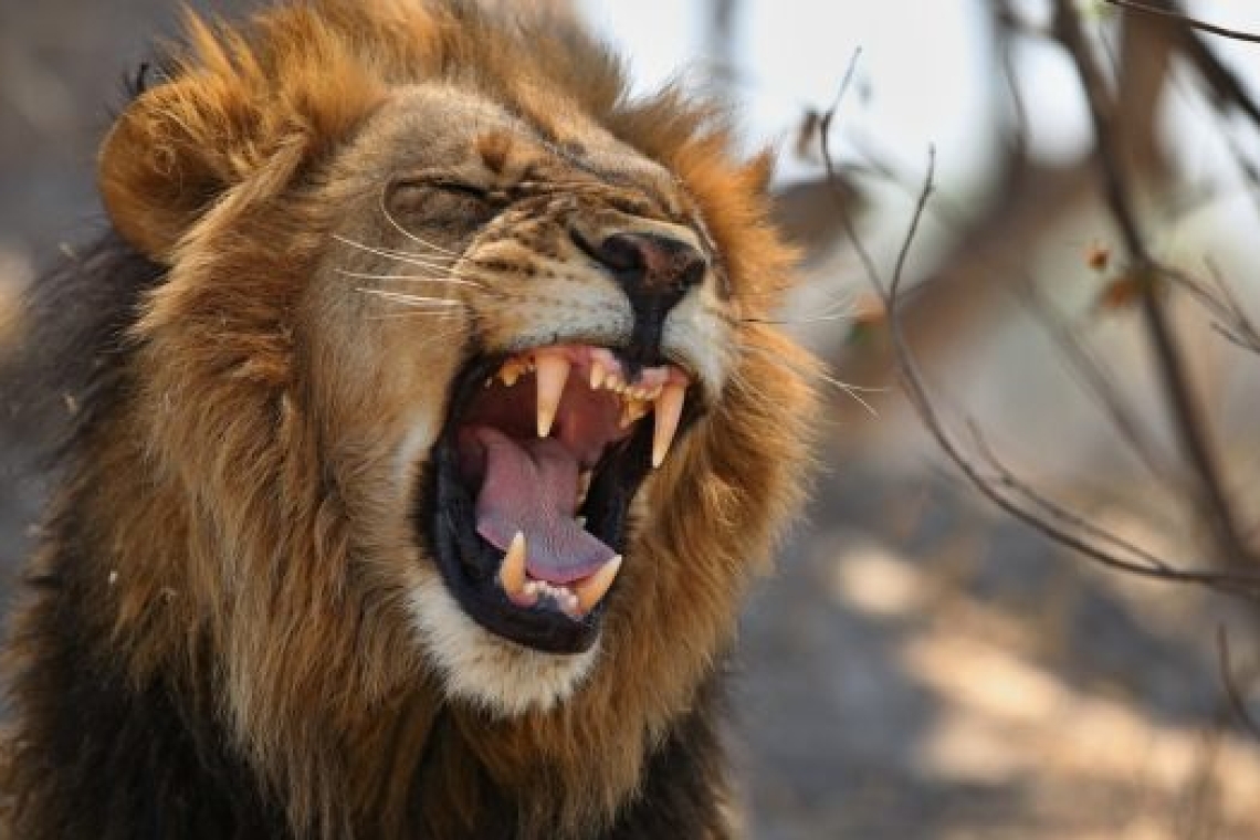 https://www.in.gr/wp-content/uploads/2025/04/lion-nairobi1-620x350.jpg