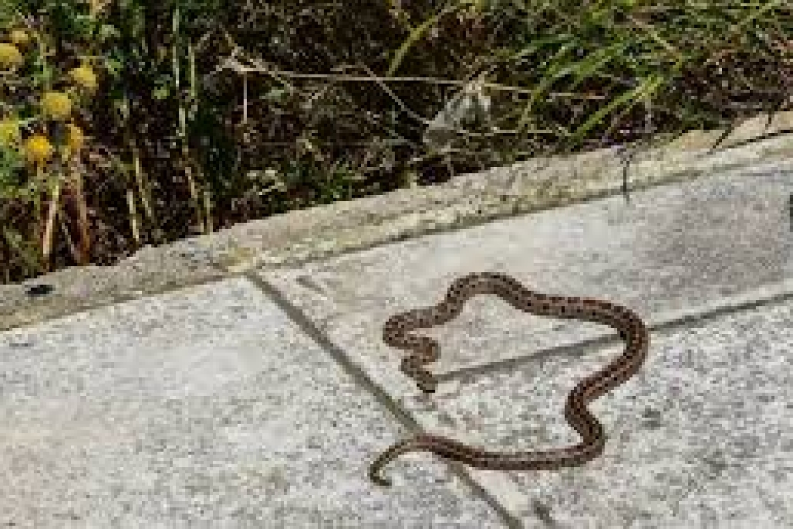 Οικογένεια στη Λαμία ανακαλύπτει φίδι στο κλουβί του καναρινιού