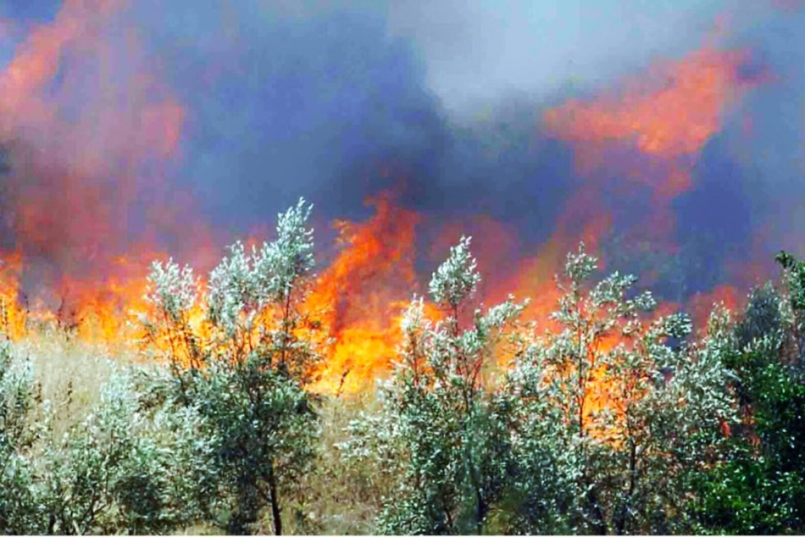 Θεσσαλονίκη: Συλλήψεις για πυρκαγιές σε Ωραιόκαστρο και Χορτιάτη 