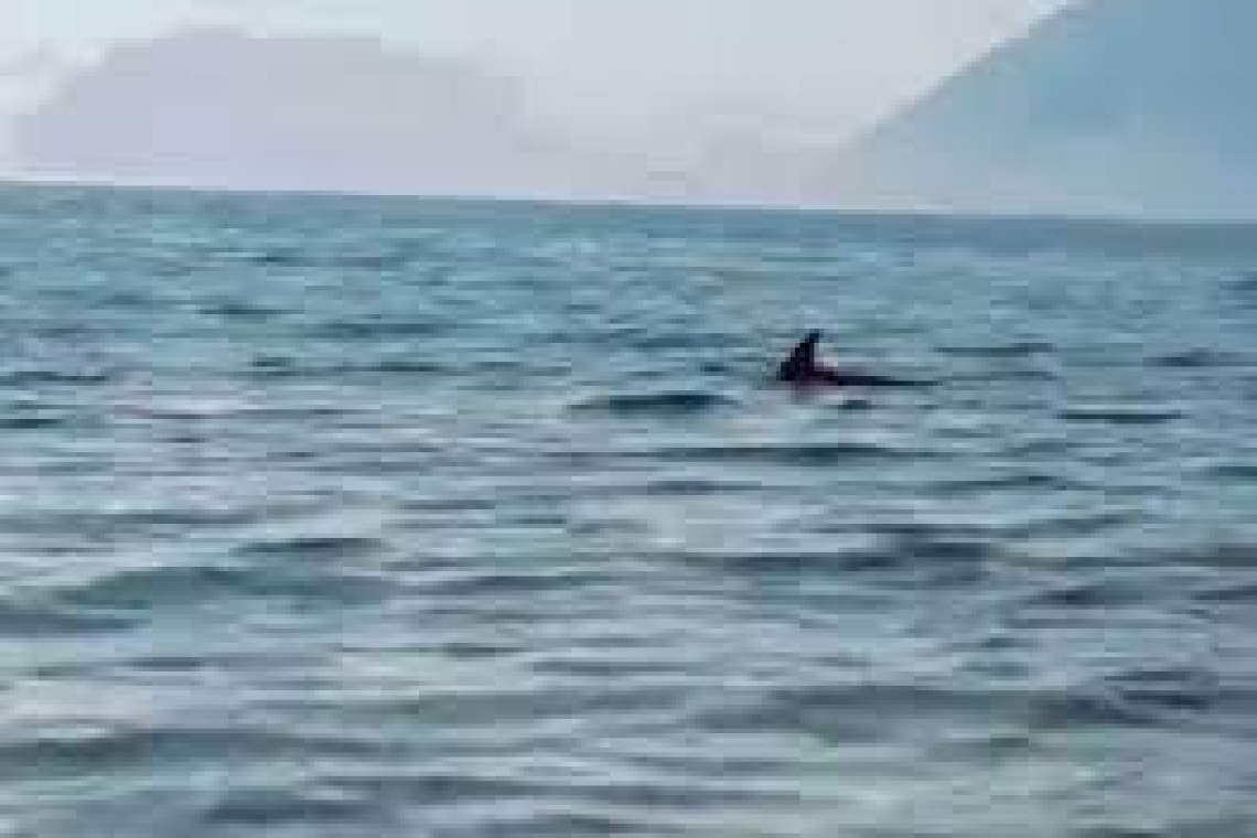 Δελφίνι εμφανίστηκε στα ρηχά της παραλίας του Ρίου στην Πάτρα