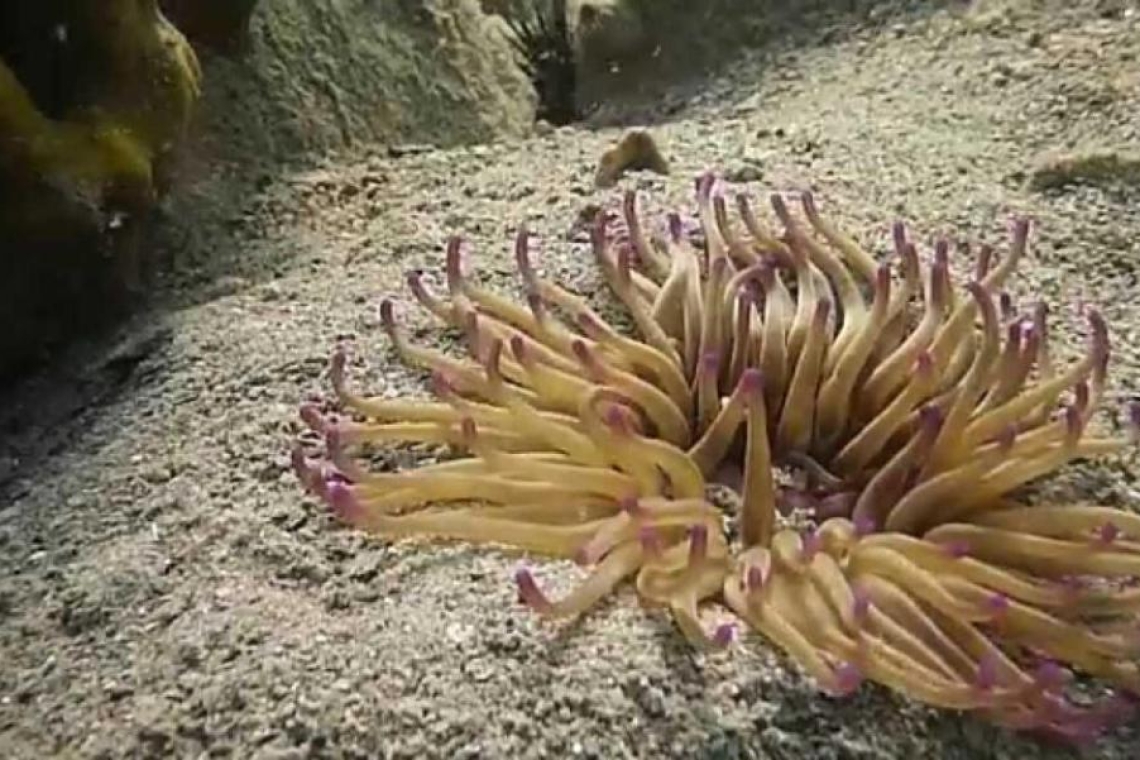 Αυξημένα περιστατικά τσιμπήματος από θαλάσσια ανεμώνη στα Χανιά