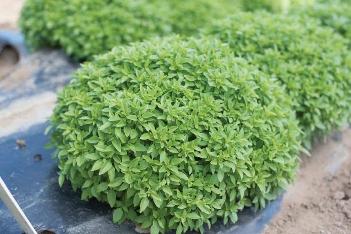 Το αρωματικό φυτό που διώχνει κατσαρίδες από το σπίτι σας