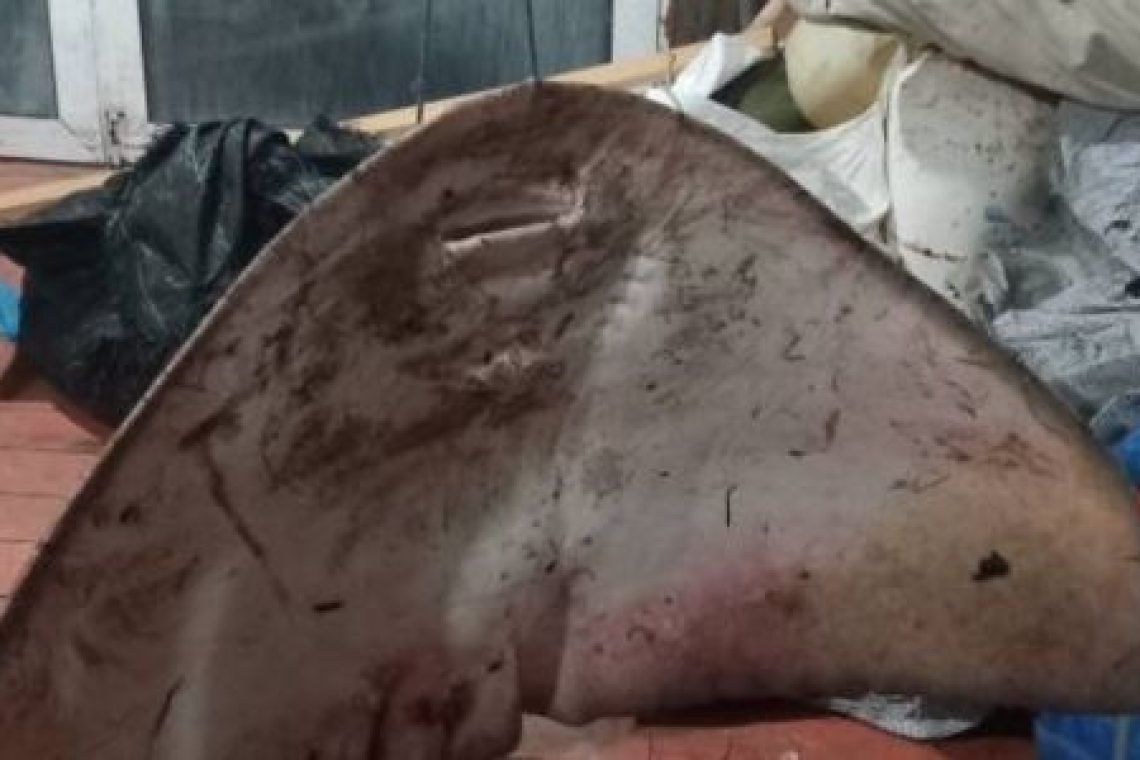 Σπάνιο θαλάσσιο είδος 40 κιλών ανακαλύφθηκε στην Αλεξανδρούπολη