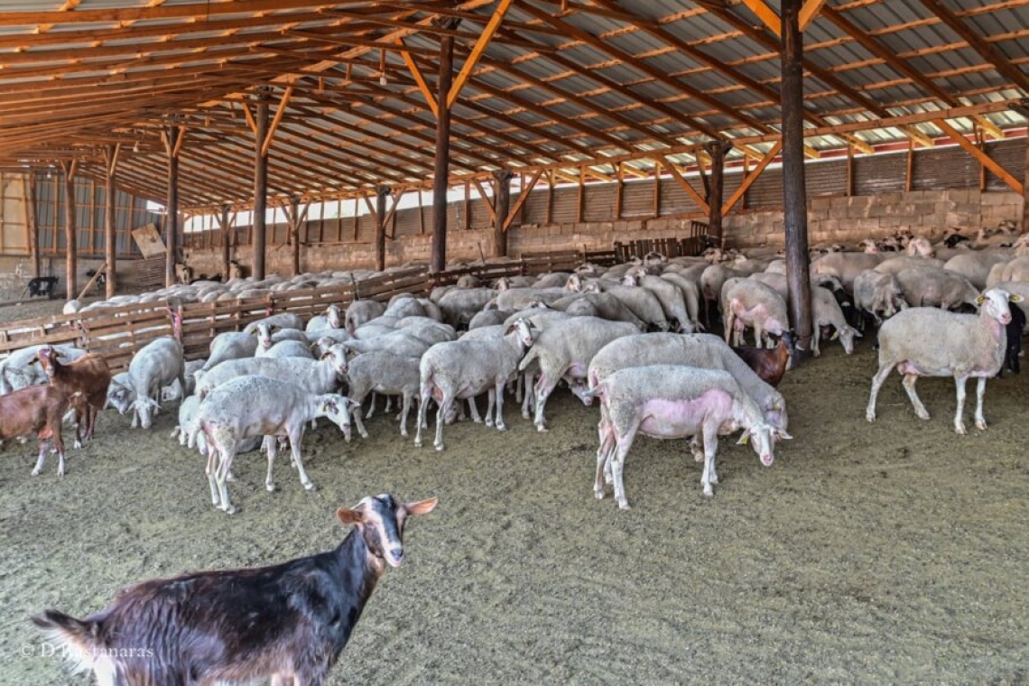 Σύλληψη κτηνοτρόφου στη Φλώρινα για παράνομες επιδοτήσεις του ΟΠΕΚΕΠΕ