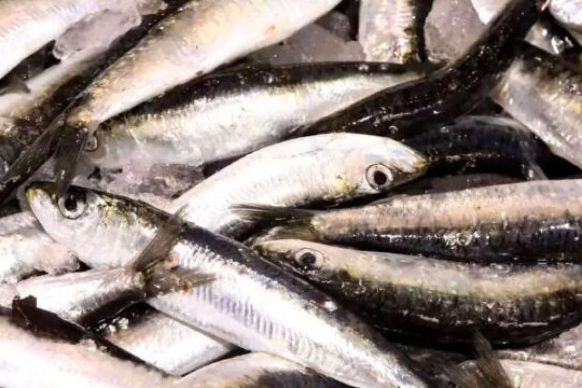 Αύξηση των τιμών της σαρδέλας λόγω έλλειψης στον Πατραϊκό Κόλπο