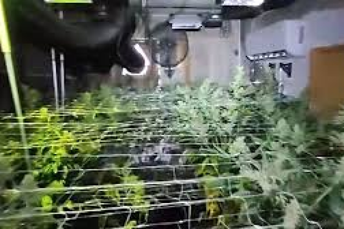 Σπείρα καλλιεργούσε κάνναβη σε πλήρως εξοπλισμένα εργαστήρια στην Τροιζηνία