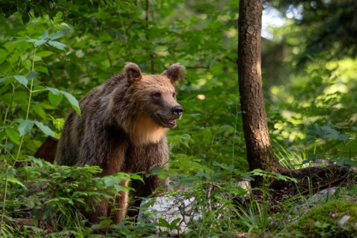 Η Ιαπωνία επιστρατεύει στρατό για τις επιθέσεις από αρκούδες