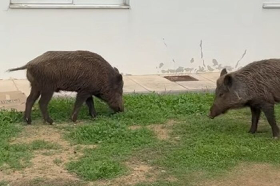 Αγριογούρουνα αναστατώνουν το ψυχιατρικό νοσοκομείο Δαφνί