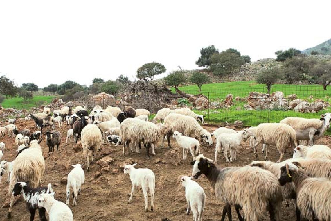 Στήριξη του πρωτογενούς τομέα μέσω νομοσχεδίου για την ευλογιά αιγοπροβάτων