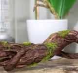 Το φύλλο, το κλαδί και η ρίζα