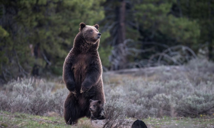 Επίθεση καφέ αρκούδας σε Αμερικανούς στρατιώτες στην Αλάσκα